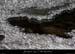 20120210_gorgesardeche_gaud_rivieregeleedetails03