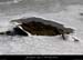 20120210_gorgesardeche_gaud_rivieregeleedetails07