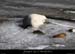 20120210_gorgesardeche_gaud_rivieregeleedetails08