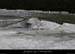 20120210_gorgesardeche_gaud_rivieregeleedetails10