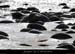 20120210_gorgesardeche_gaud_rivieregeleedetails15
