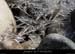 20120210_gorgesardeche_gaud_rivieregeleedetails21