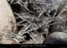 20120210_gorgesardeche_gaud_rivieregeleedetails22