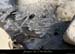 20120210_gorgesardeche_gaud_rivieregeleedetails23