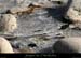 20120210_gorgesardeche_gaud_rivieregeleedetails26