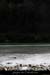 20120210_gorgesardeche_gaud_rivieregeleeerg11