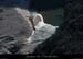 20120210_gorgesardeche_platane1