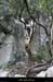 20100101_gorgescasteljau_baumedesbarresacces