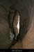 20100110_gorgescasteljau_baumebarres2