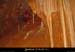20041104_chasserou_galeriedesperles_05