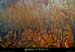 20041104_chasserou_galeriedesperles_bis_04