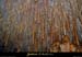 20041104_chasserou_galeriedesperles_bis_13