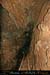chazot_fondbas