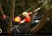 chazot_p31_remy4_fp