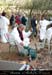 chazot0711_treuil16fp