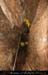chazot07111_inf05mm