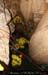 chazot07112_inf01mm