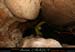 chazot07112_inf11mm