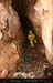 chazot07114_inf01mm