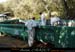 chazot0711_trib09fp
