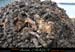 chazot0711_trid12fp