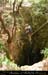 chazot0805_ptu12fp