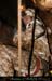 chazot0811_in441