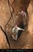 chazot0811_in533