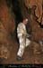 chazot0811_in539