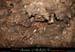 chazot0905_p828mm