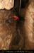 chazot0911_in324mm