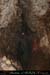 20070114_chazot48