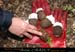 20070301_chazot_22