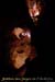 20030324_grottedelours_speleos_41