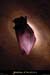 20020217_goulefoussoubie_chauvesouris_3