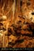 20080408_madeleine06