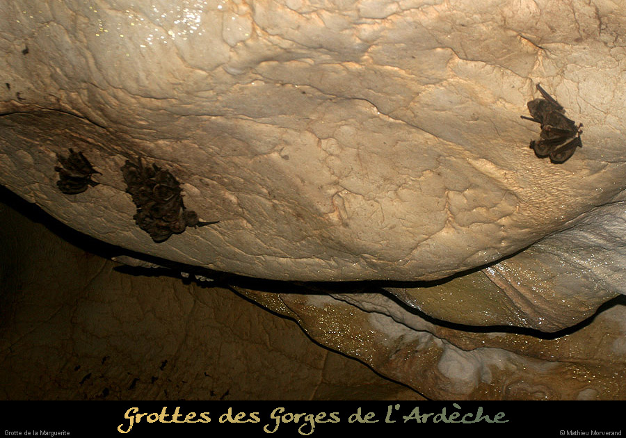 20100404_grottemarguerite_chiropteres3