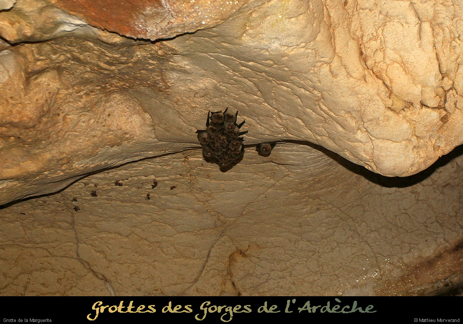 20100404_grottemarguerite_chiropteres4