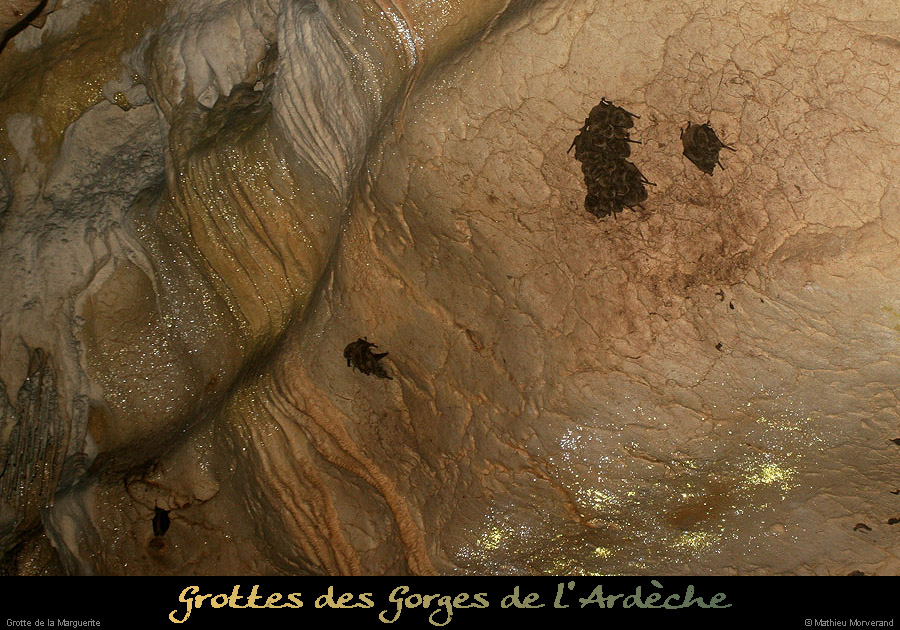 20100404_grottemarguerite_chiropteres5