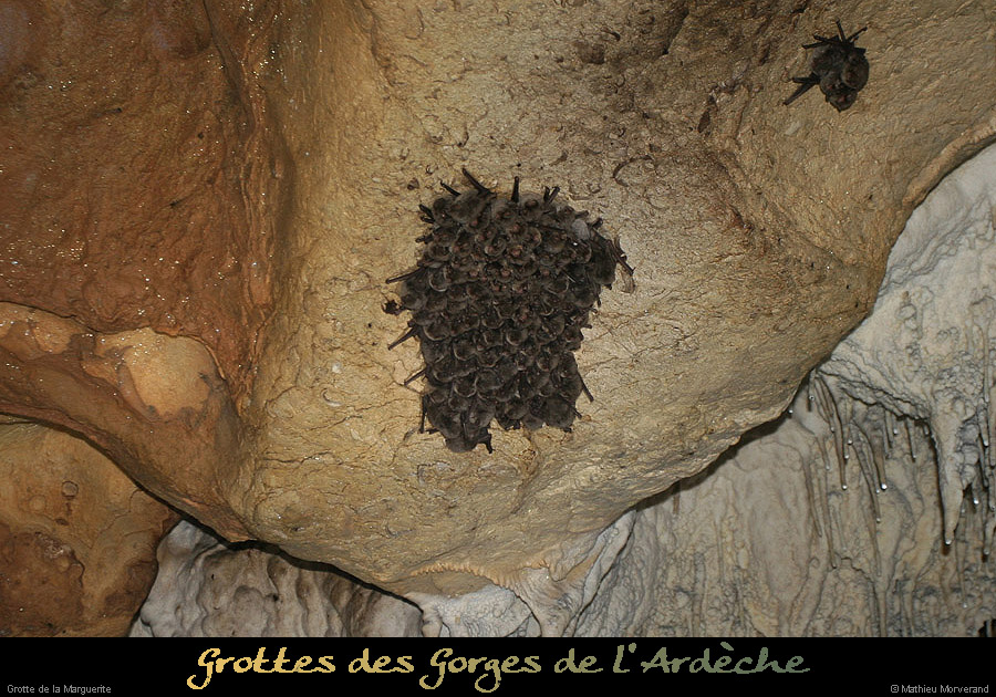 20100404_grottemarguerite_chiropteres7