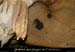 20100404_grottemarguerite_chiropteres6
