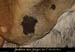 20100404_grottemarguerite_chiropteres8