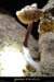 20131111_labeaume_champsauvage_grotte_champignon1