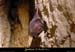 20001230_grottepeyroche_chauvesouris_1