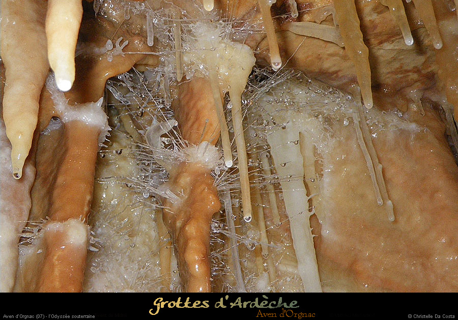 20090524_orgnac027cda