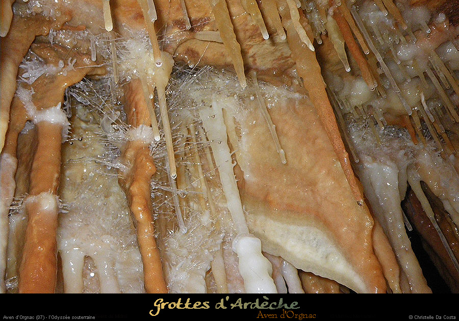 20090524_orgnac028cda