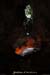 20130816_orgnac7