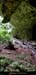 20010804_baumederonze_45