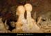 20030101_baumeronze_lucarne_in_concretions_1