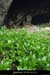 20130430_baumederonze4